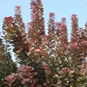 Cotinus coggygria 'Purpurea' automne P29